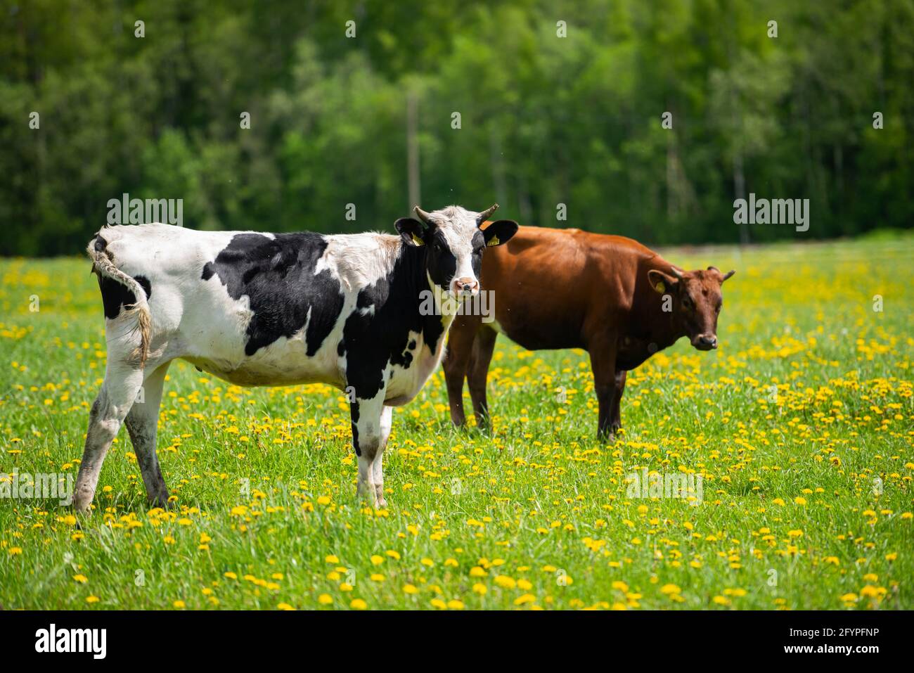 Die Herde der Kühe verschiedener Farbe weiden auf der Wiese, grün mit gelben Melonen. Stockfoto