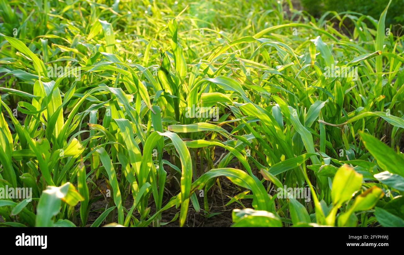 Sonnenlicht fällt auf Bajara- oder Hirsepflanzen. Neu wachsende Bajara- oder Hirsepflanzen auf einem Feld in der Nähe von jaipur, Indien. Grüne Feldlandschaft. Stockfoto