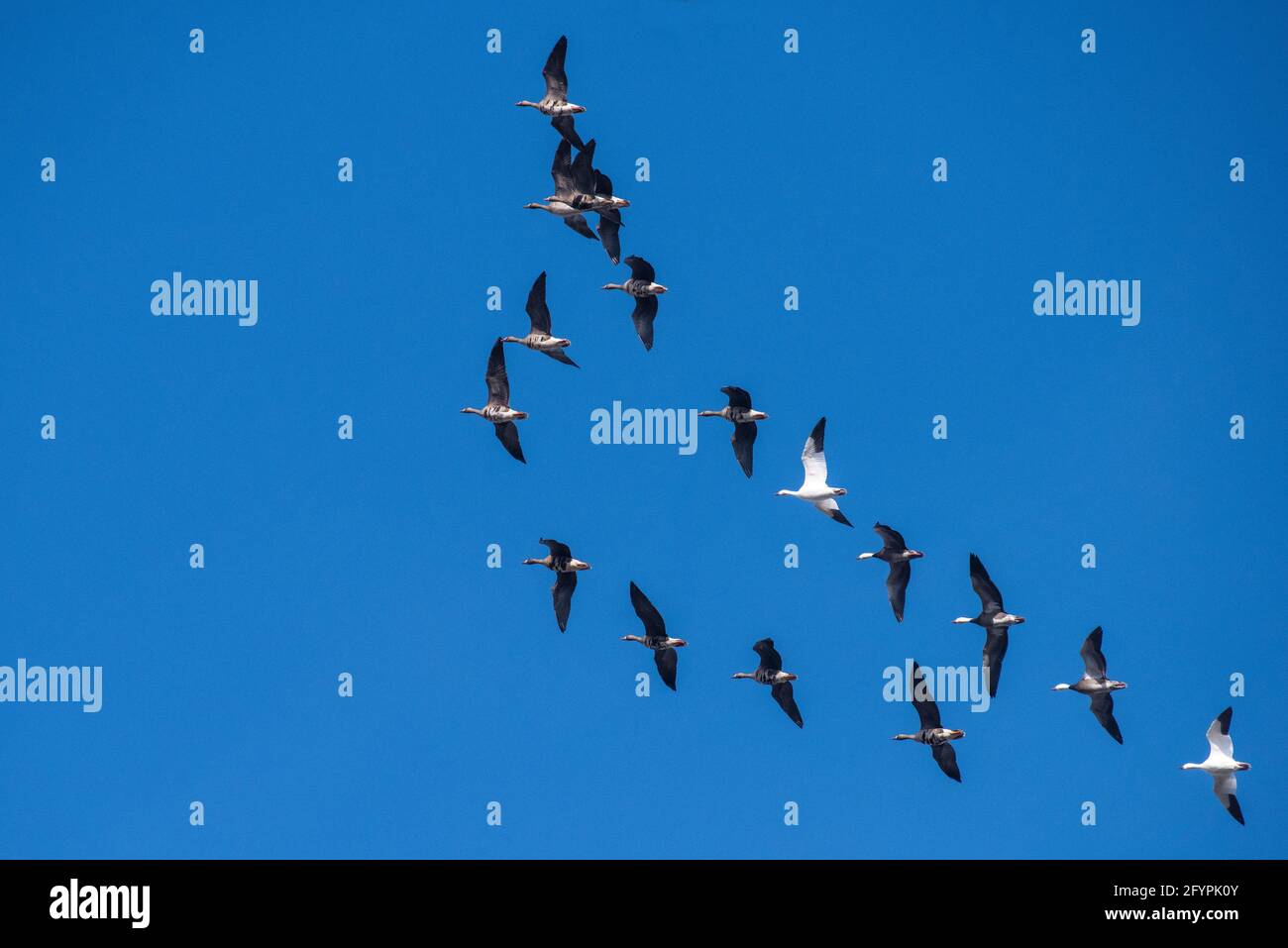 Eine Gruppe Gänse reist am 24. Februar 2021 in Formation am Himmel über Lincoln County, Missouri. Stockfoto