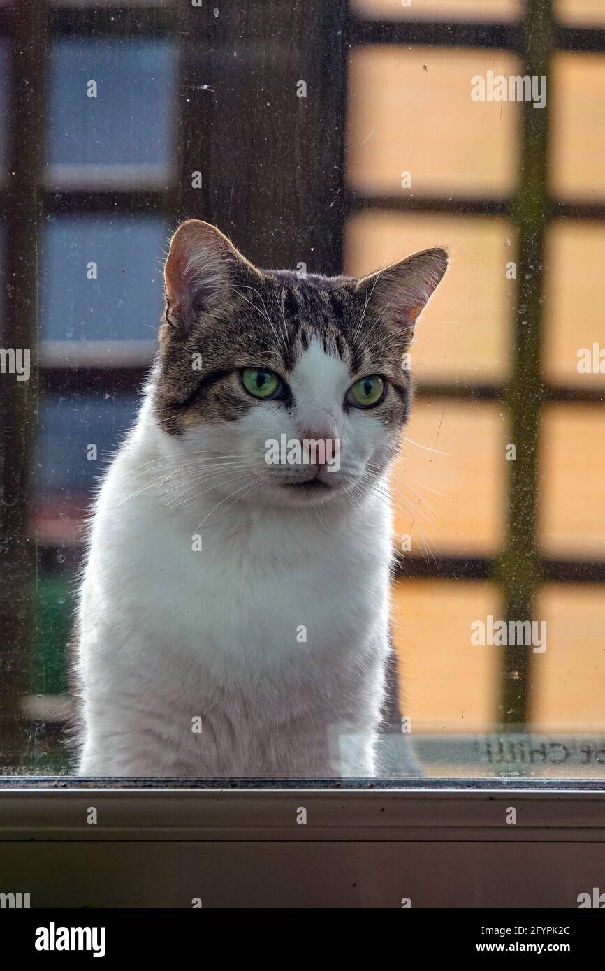 Nahaufnahme eines tabby-weißen Katzenkätzchens, das aufmerksam durch ein schmutziges Fenster schaut. Stockfoto