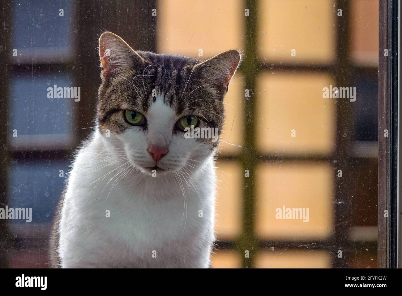 Nahaufnahme eines tabby-weißen Katzenkätzchens, das aufmerksam durch ein schmutziges Fenster schaut. Stockfoto