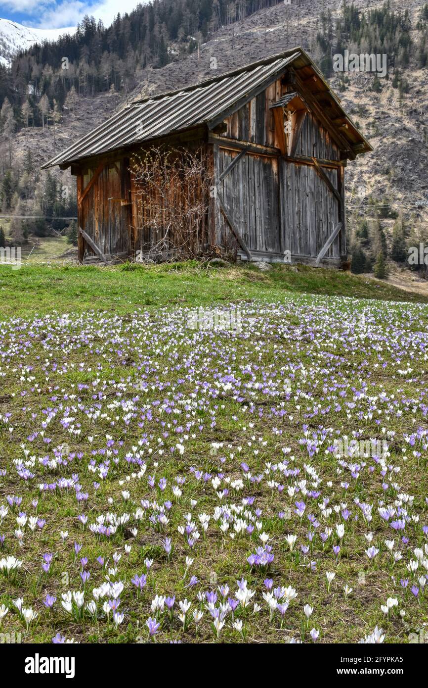 Hütte, Stadel, Holzhütte, Almhütte, Heustadel, Balken, Brett, Tradition, Kals, Großglockner, Osttirol, Krokusse, Krokuswiese, Frühling, Blüte, Blütenk Stockfoto