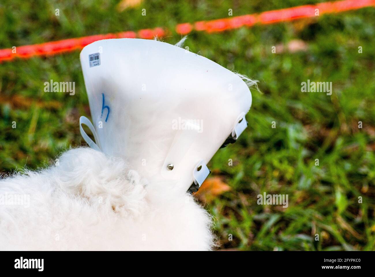 Weißer Hund mit elisabethanischen Kragen Stockfoto