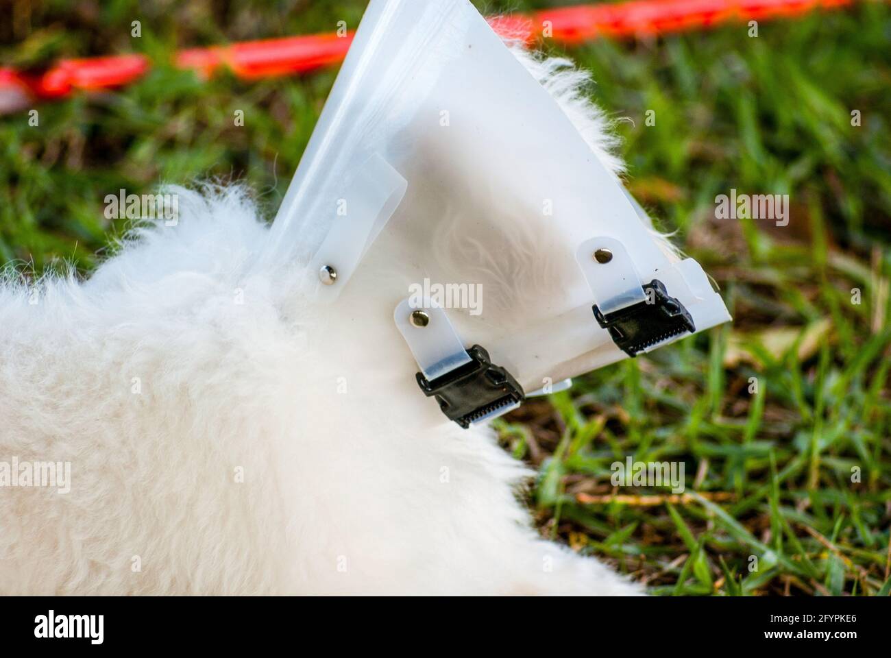 Weißer Hund mit elisabethanischen Kragen Stockfoto