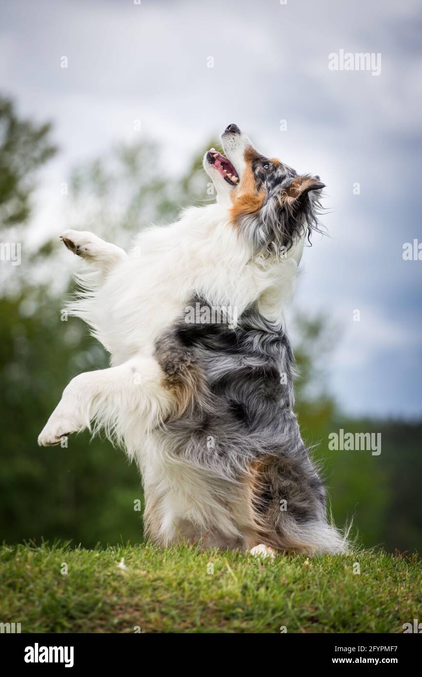 Australian Shepherd macht Tricks Stockfoto