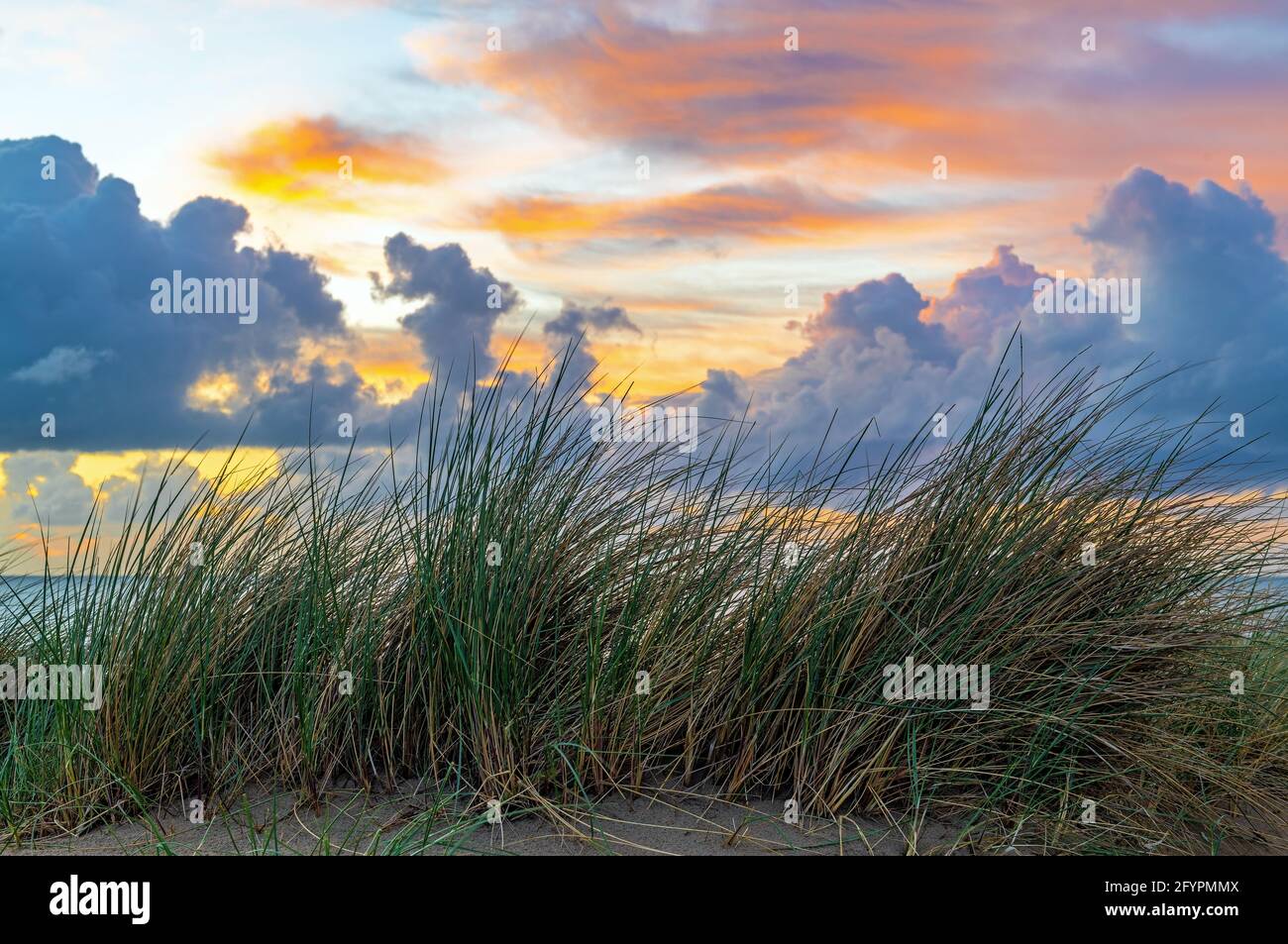 Sommer Sanddünengras bei Sonnenuntergang mit Nordsee, Oostende (Ostende), Belgien Stockfoto