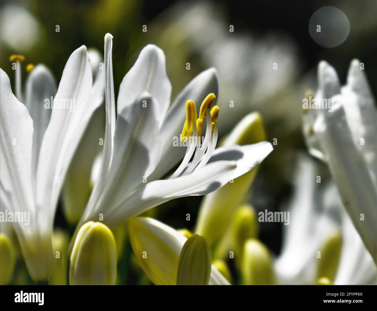 Nahaufnahme der Weißen Blume Stockfoto