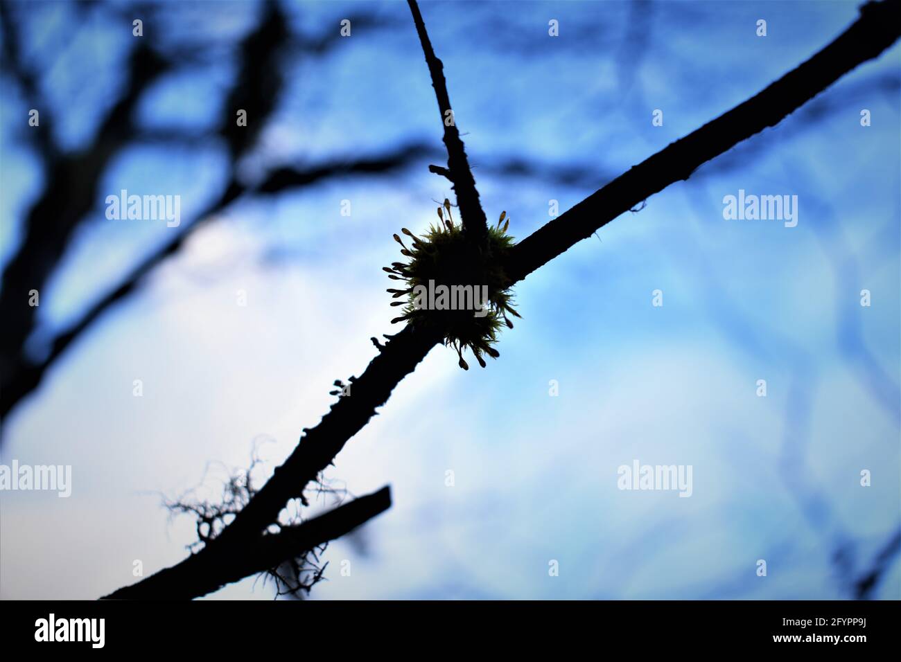 Moos auf einem Ast im Freien Stockfoto