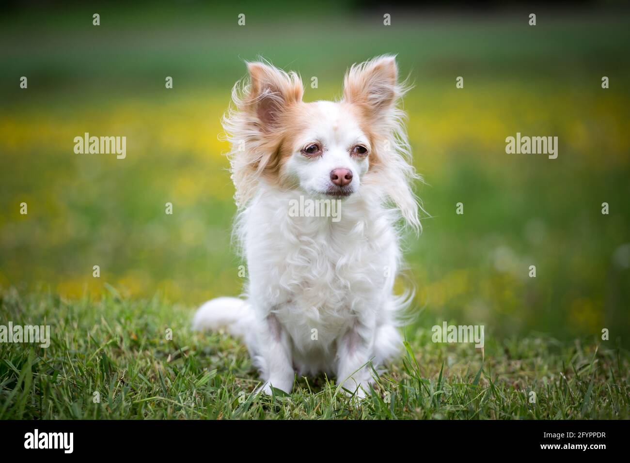 Alter Chihuahua Hund Stockfoto