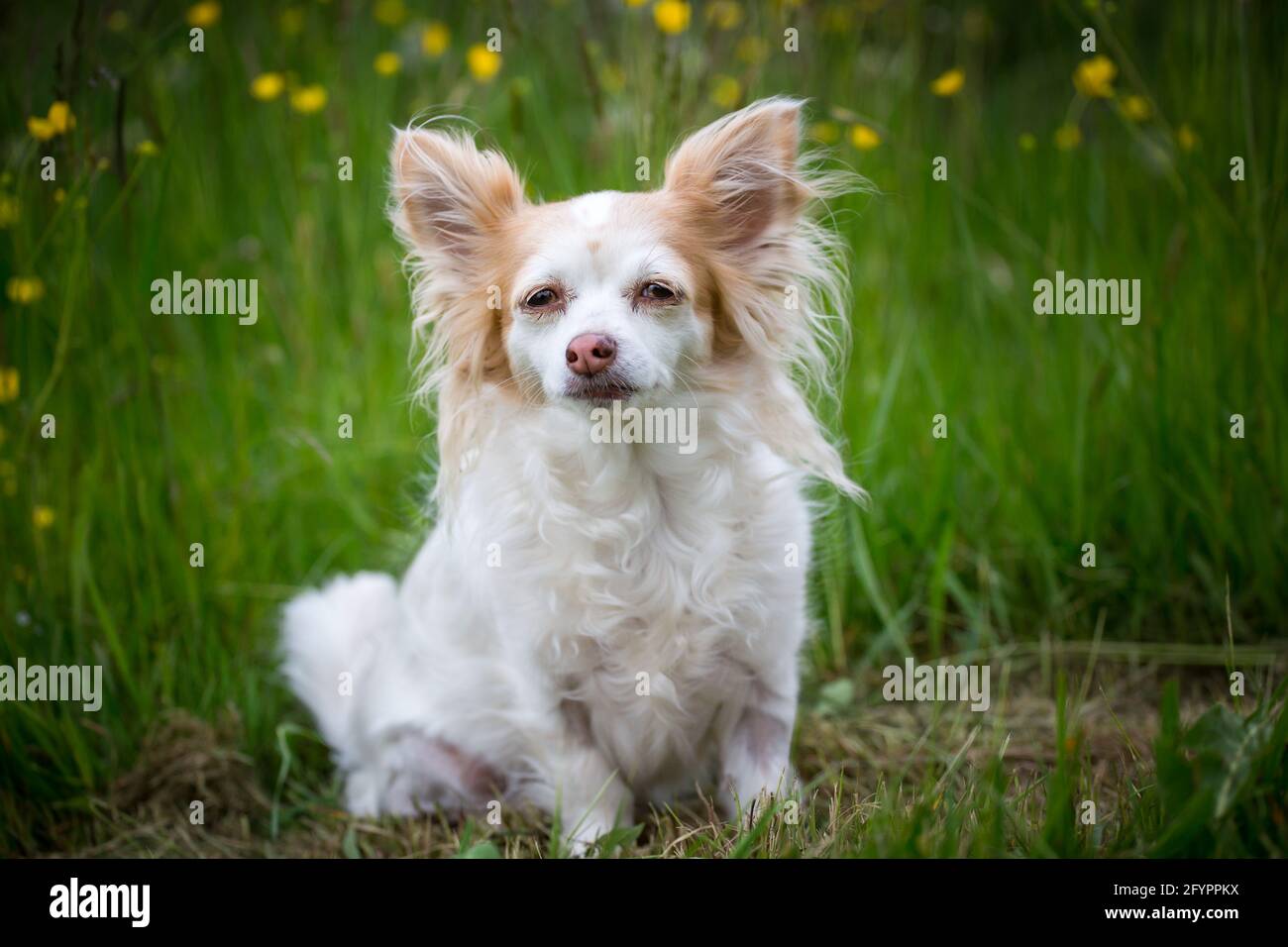 Alter Chihuahua Hund Stockfoto