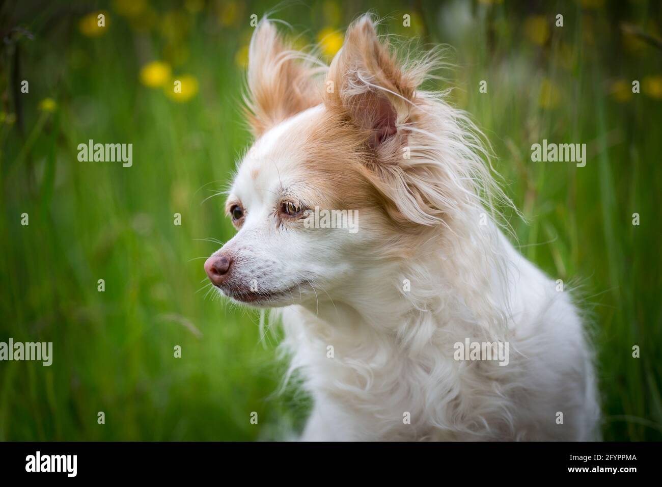 Alter Chihuahua Hund Stockfoto