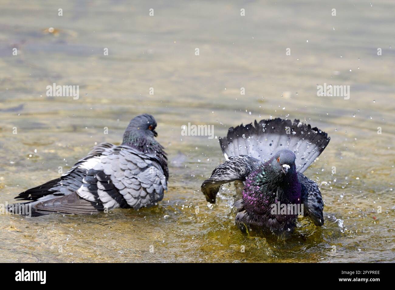 Wien, Österreich. Stadttauben (Columba livia forma domestica) baden im Wasserpark Floridsdorf Stockfoto