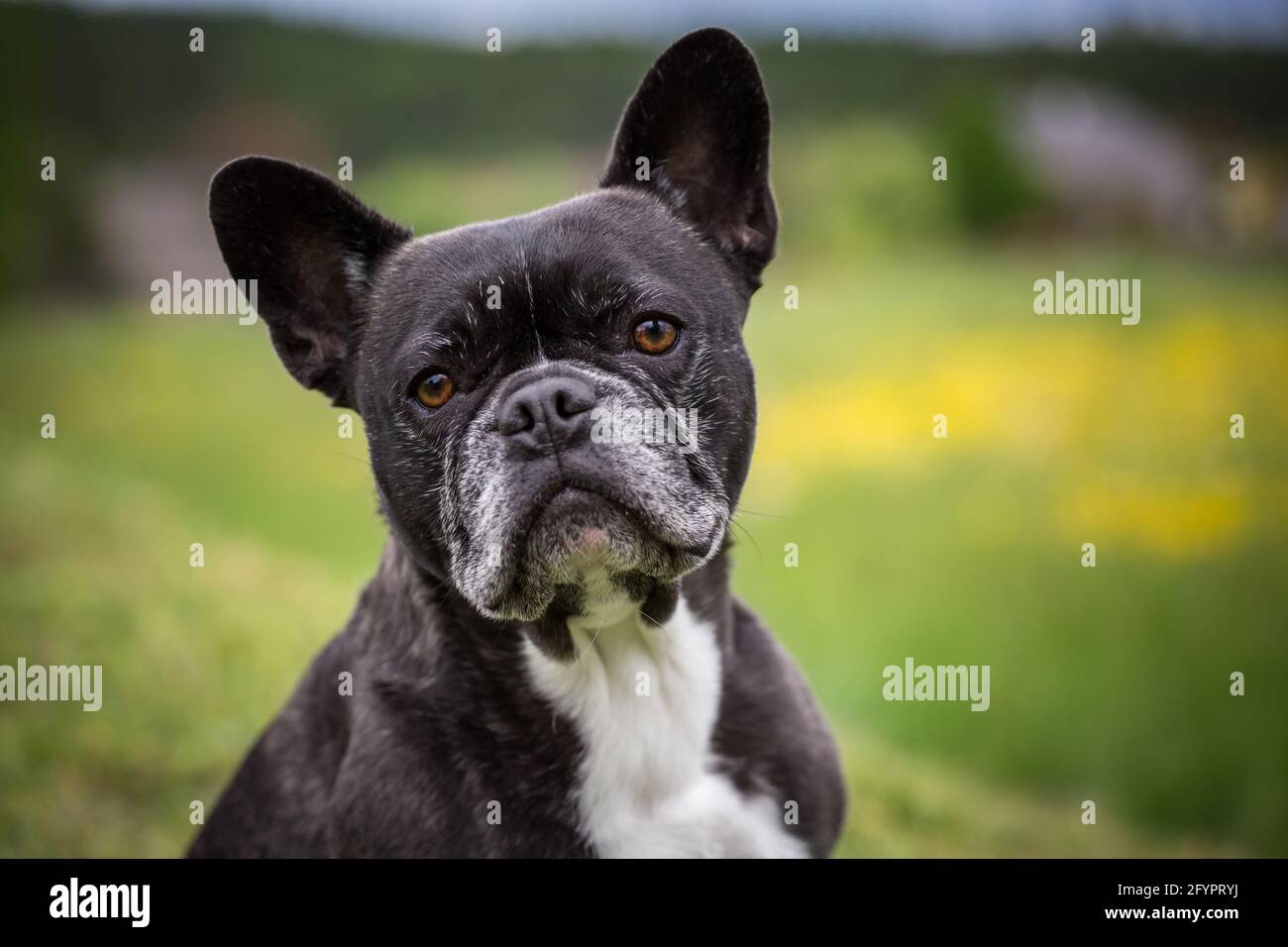 Französische Bulldogge Stockfoto