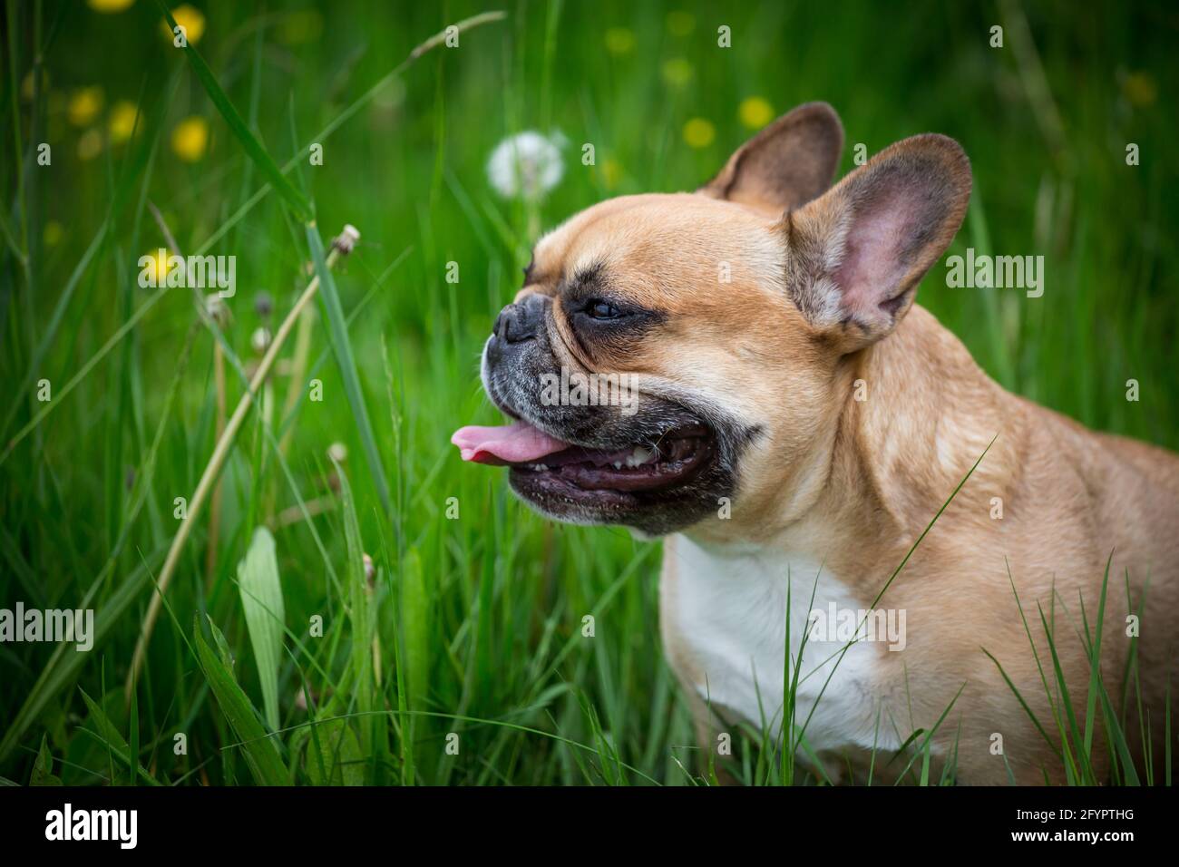 Französische Bulldogge, brachycepale Nase Stockfoto