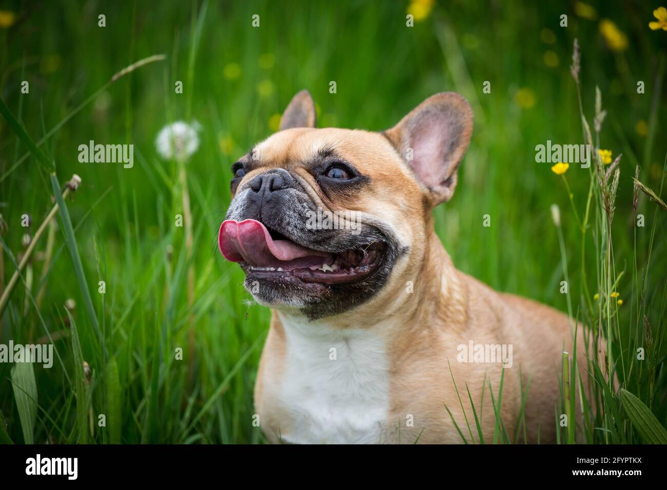 Französische Bulldogge, brachycepale Nase Stockfoto
