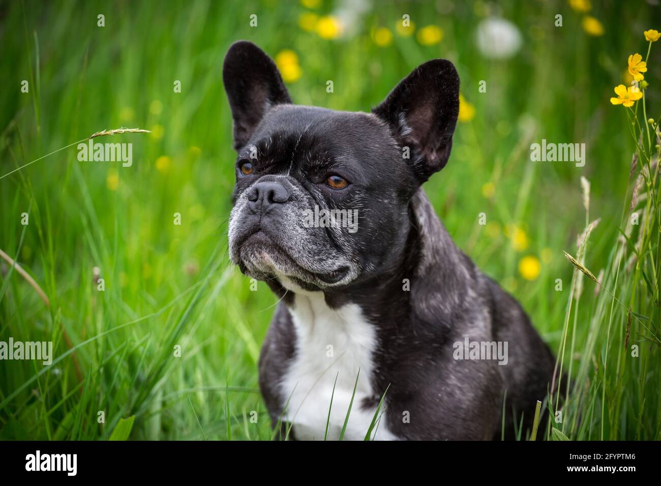 Französische Bulldogge Stockfoto