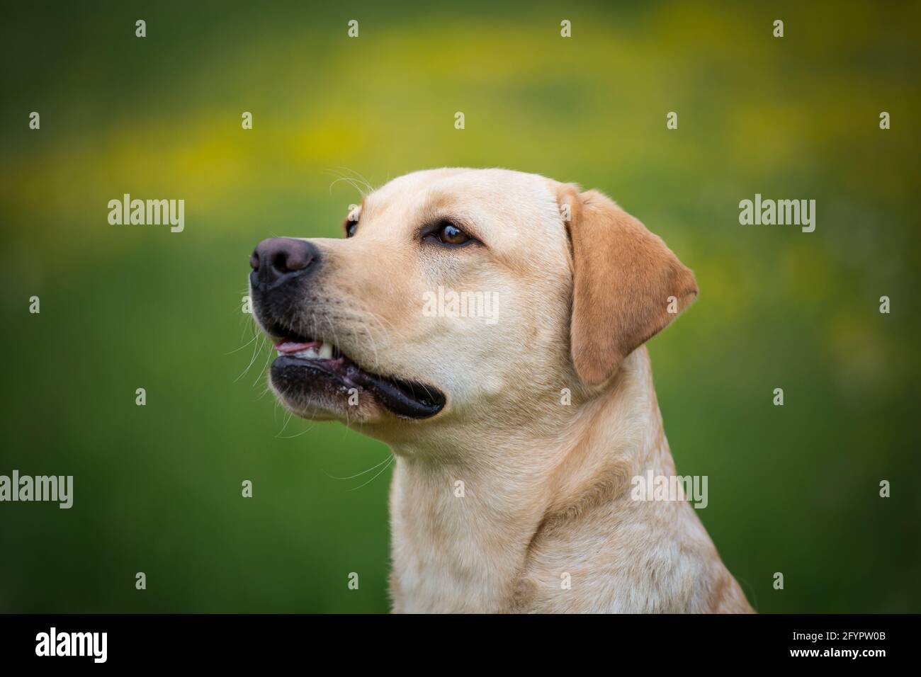 Gelber Labrador Retriever Stockfoto