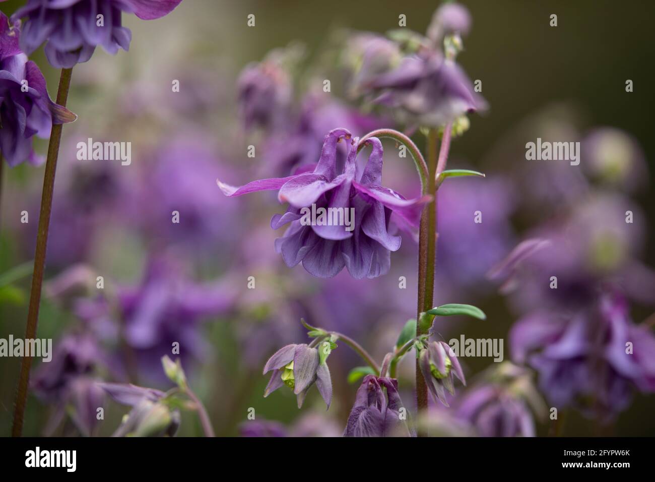 Aquilegia (Granny's Bonnet) wächst in einem Garten in Worcestershire, Großbritannien Stockfoto