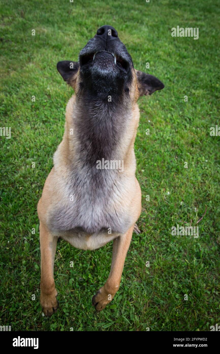Belgischer Schäferhund (Malinois) bellt Stockfoto