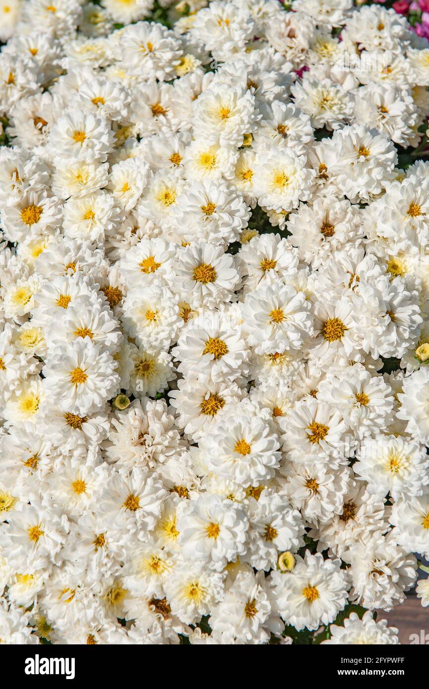 Schöne vertikale Hintergrund von weißen Terry Chrysanthemen von mittlerer Größe. Weiße Blüten mit gelben Zentren schaffen einen natürlichen Pflanzenhintergrund. Stockfoto