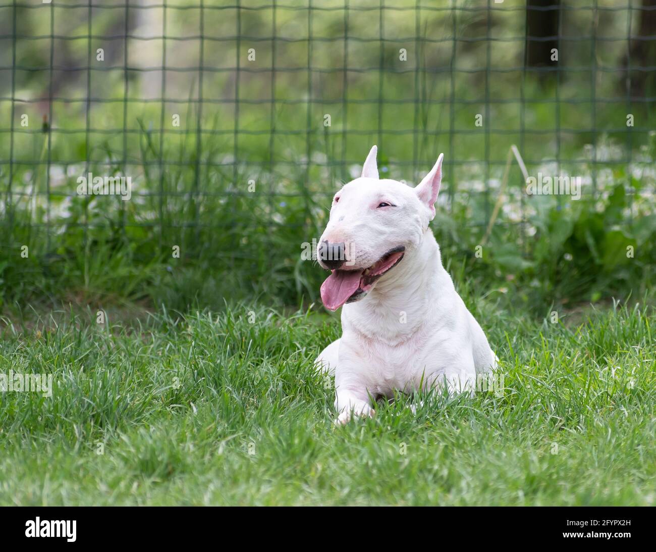 Weißer Miniatur-Bullterrier im Park Stockfoto