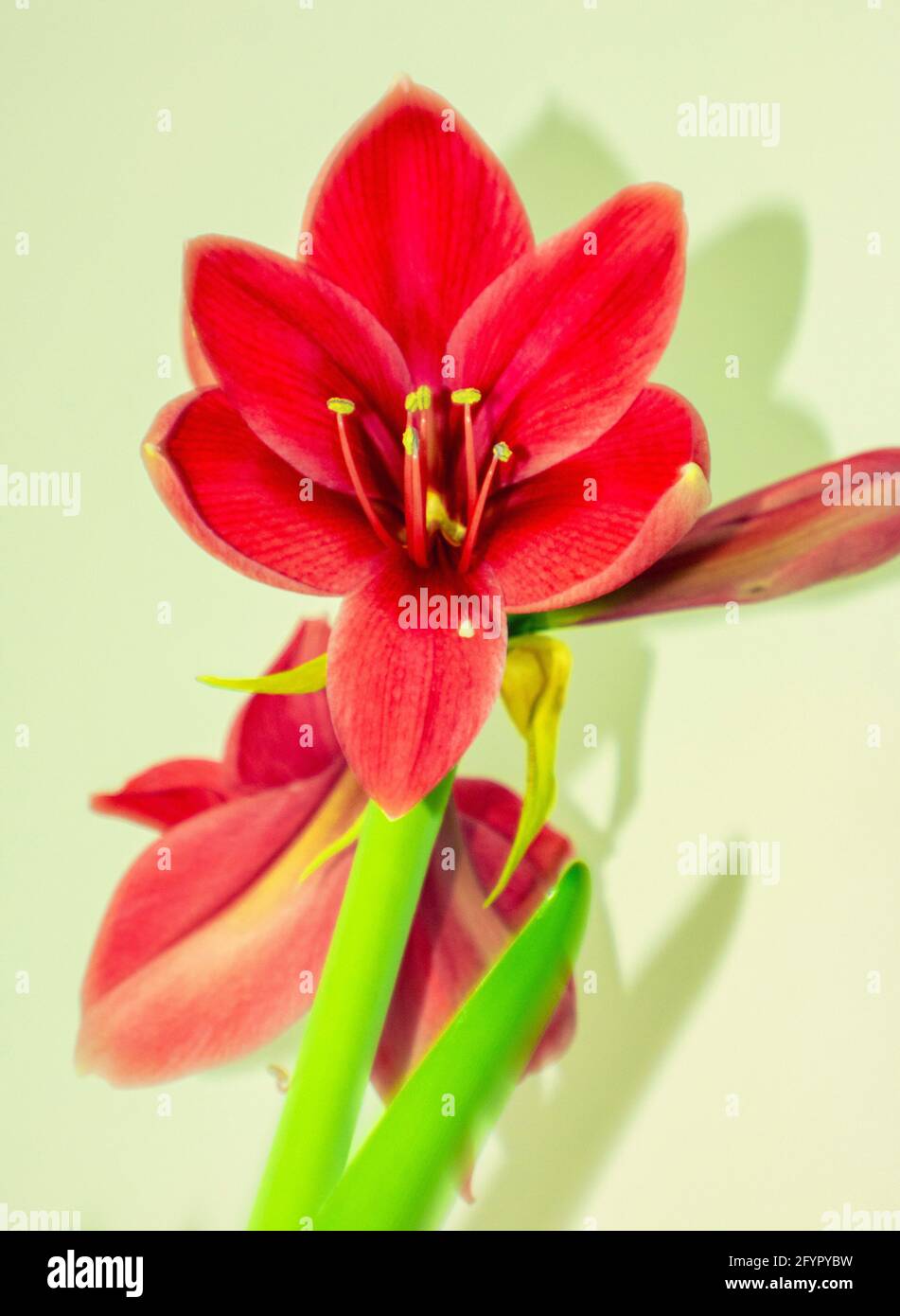 Saisonale Winterblume Armadillus Stockfoto