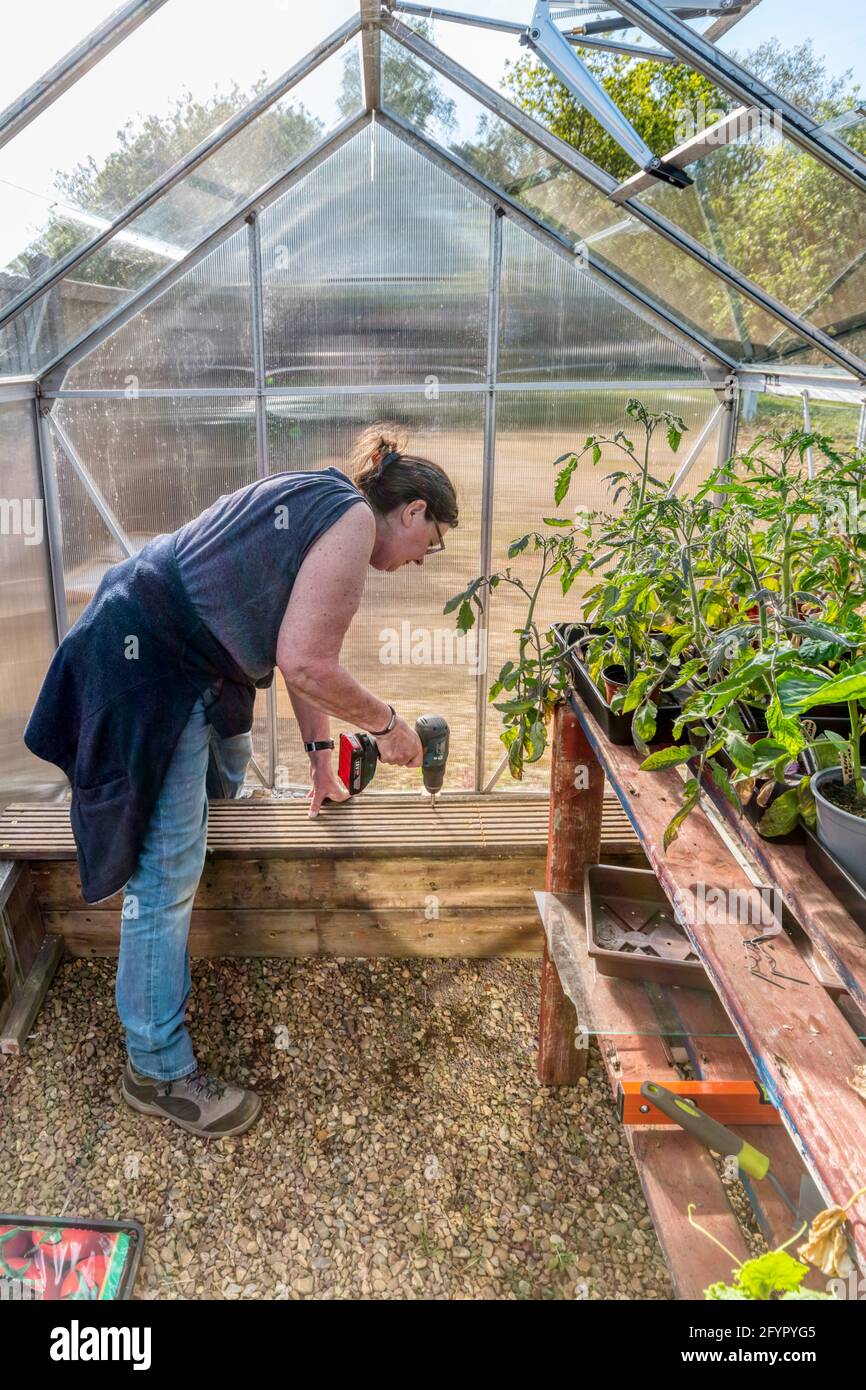 Frau, die in ihrem Gewächshaus einen Blumentopf für Tomatenpflanzen baut. Stockfoto