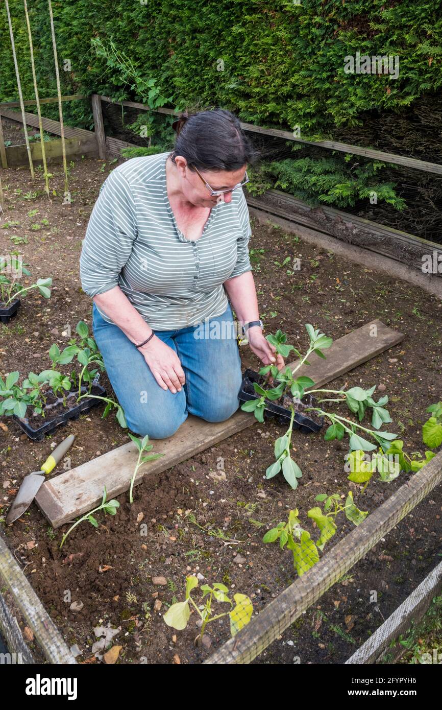 Frau pflanzt „Bunyard's Exhibition“-Bohnenpflanzen in einem Gemüsegarten oder einer Zuteilung. Stockfoto