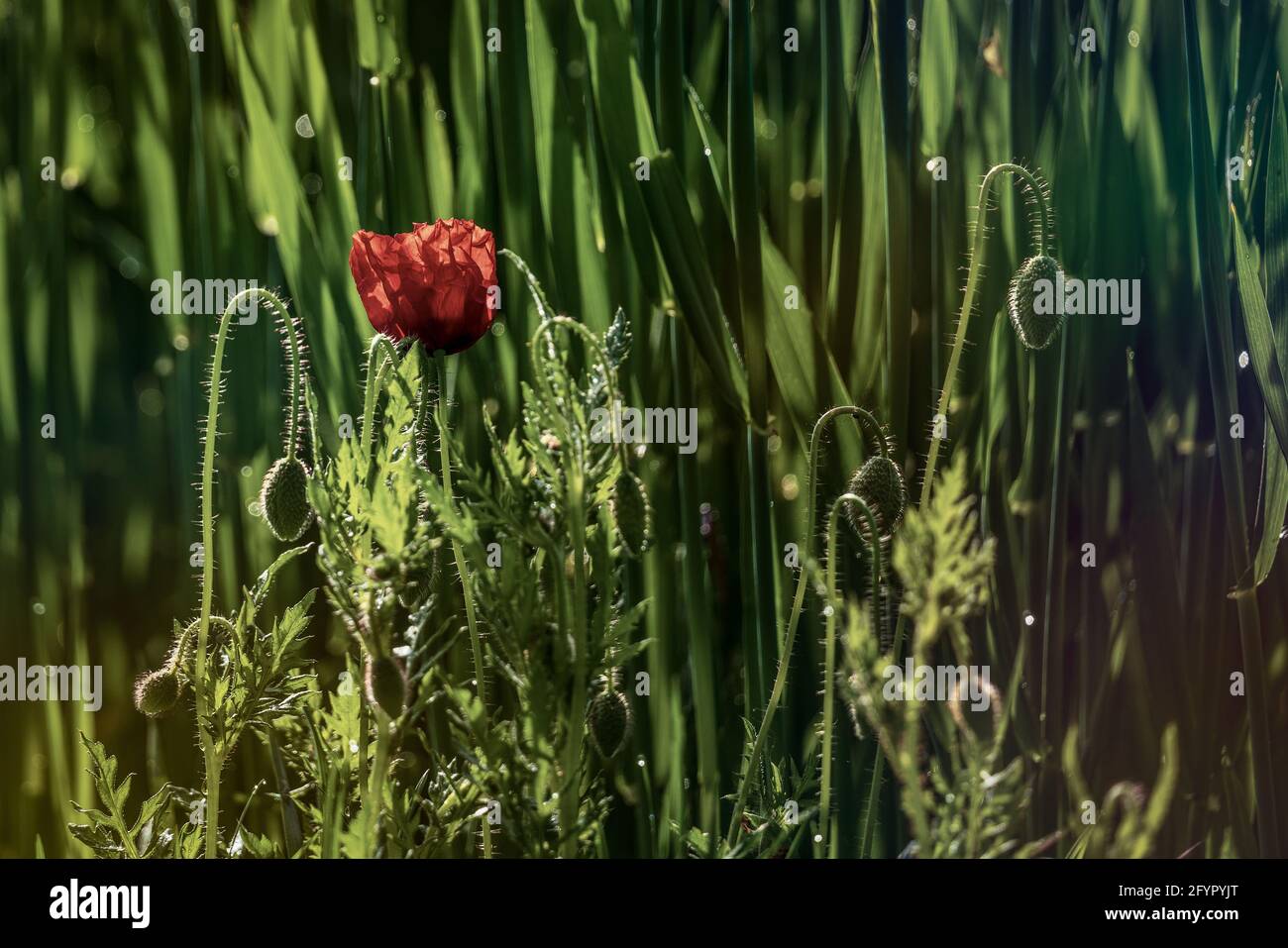 Roter Mohn im Feld Stockfoto