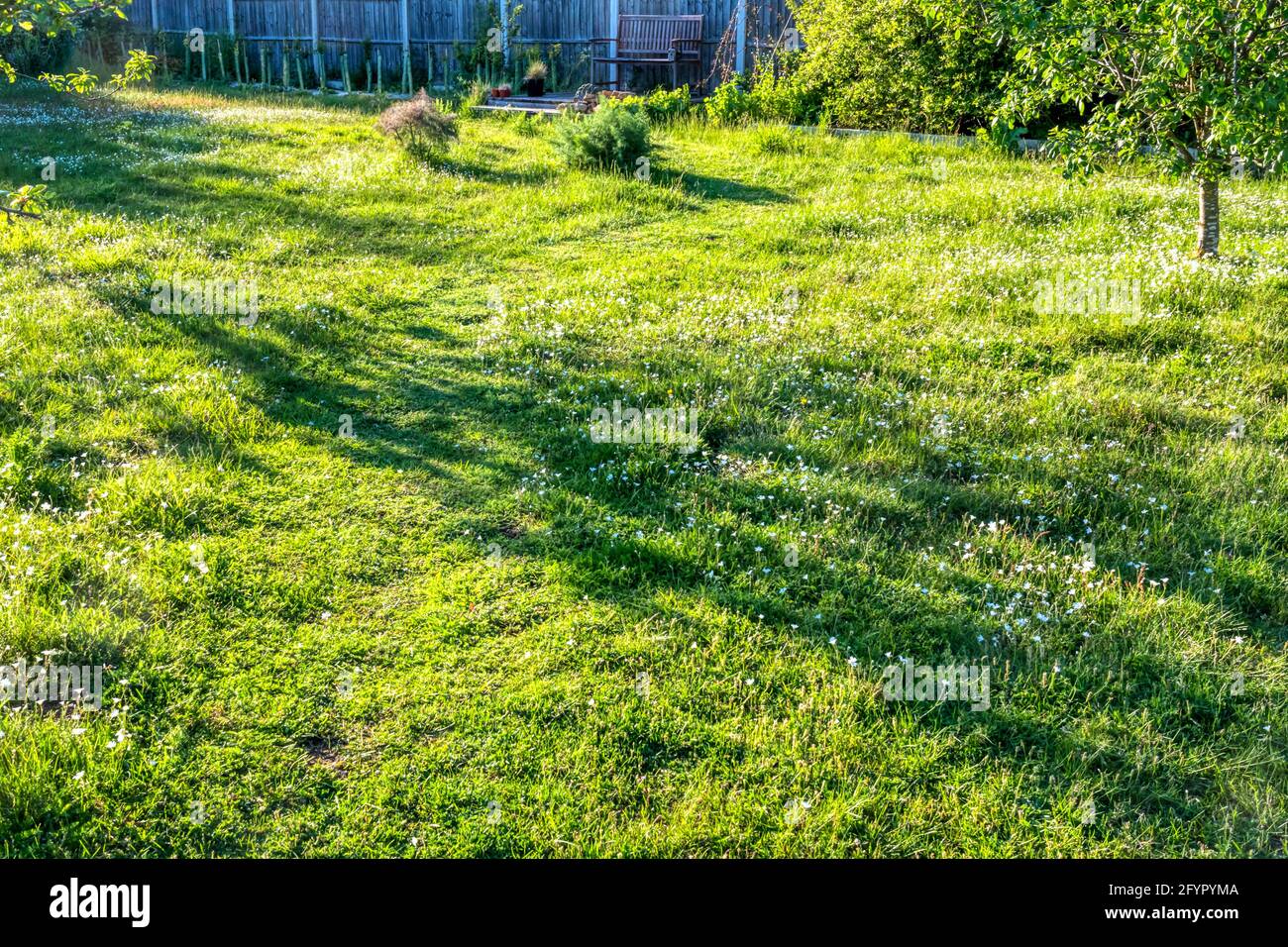 Gras darf länger wachsen für No Mow May mit einem kurzen Weg durch ihn. Lässt wilde Blumen blühen und hilft Insekten. Stockfoto