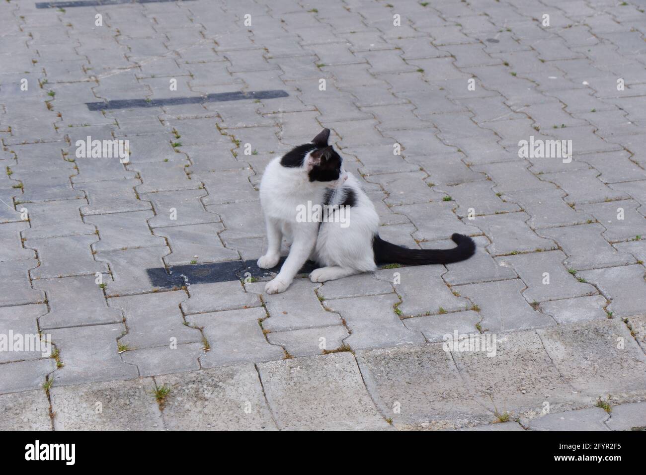 Schwarze und weiße kleine Katze im Freien Stockfoto