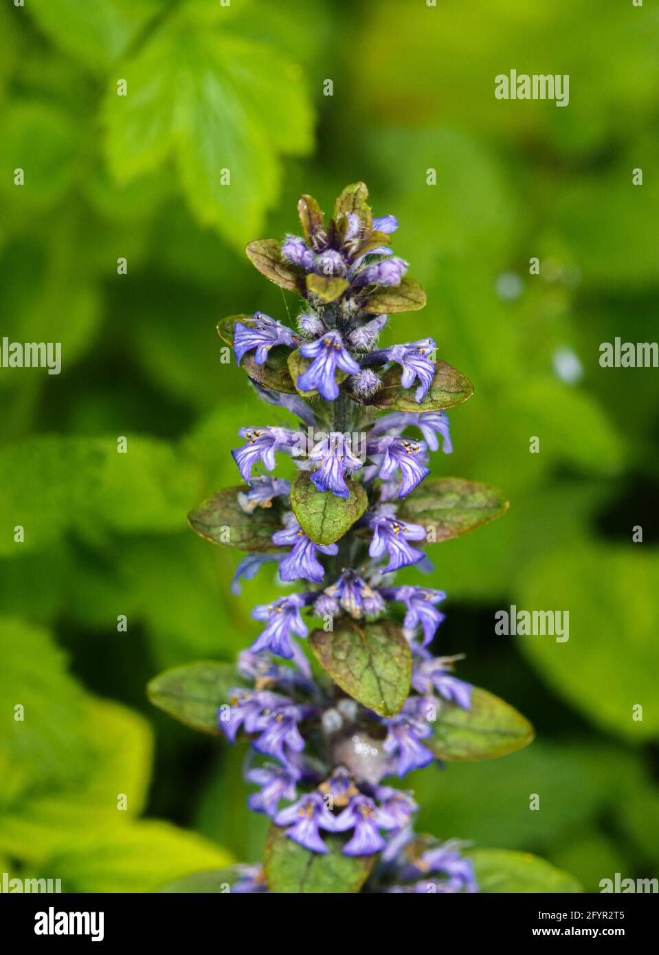 Nahaufnahme eines bunten blauen Beilers (Ajuga reptans) Blüte im Frühsommer Stockfoto
