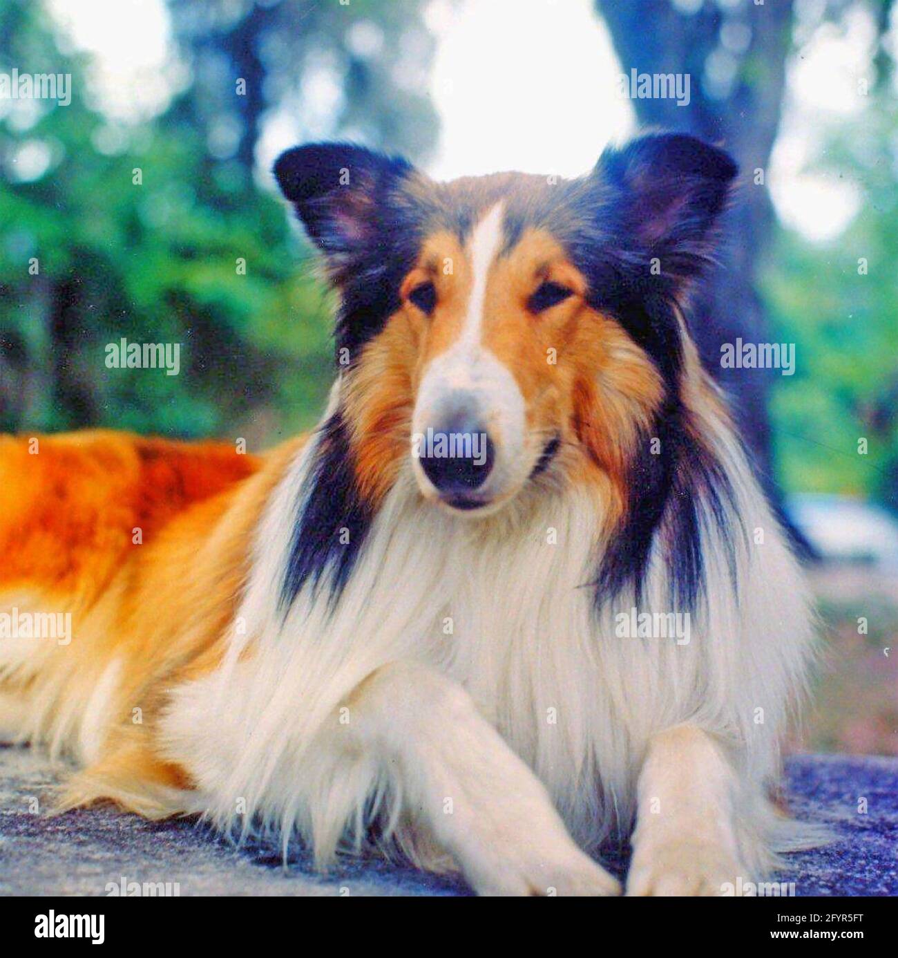 LASSIE IST EIN weiblicher, grob beschichteter Collie-Hund, der in vorstellte Die gleichnamige TV-Serie von 1954 Stockfoto