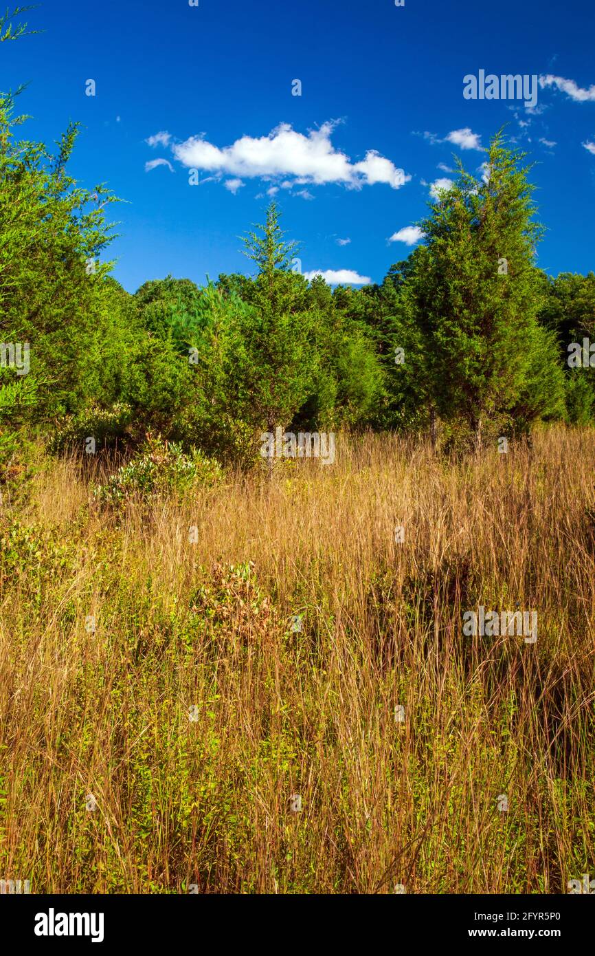 Ein ehemaliges Landwirtschaftsfeld, das sich in den frühen Stadien der Waldübernahme im Cherry Valley National Wildlife Refuge im Nordosten von Pennsylvania befindet. Stockfoto