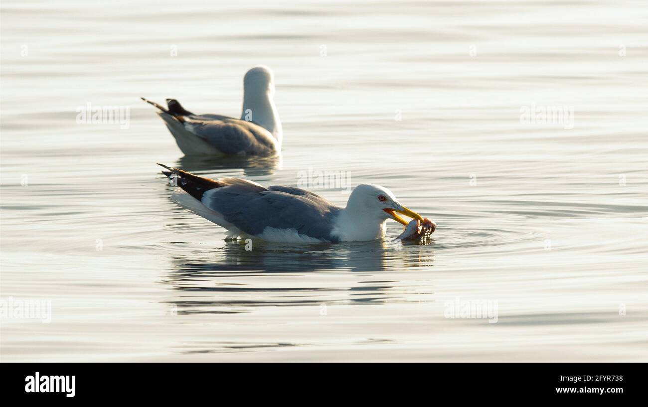 Die Kaspische Möwe (Larus cachinnans), die Krabbe frisst Stockfoto