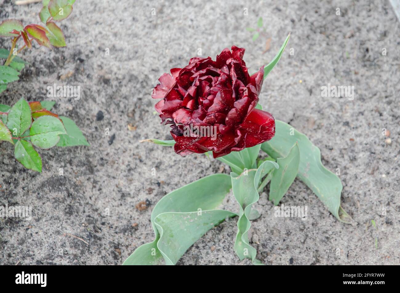 Purple Double Tulip auf dem Boden und Gras. An einem sonnigen Sommertag blüht der rote Burgunder aus der Nähe. Stockfoto