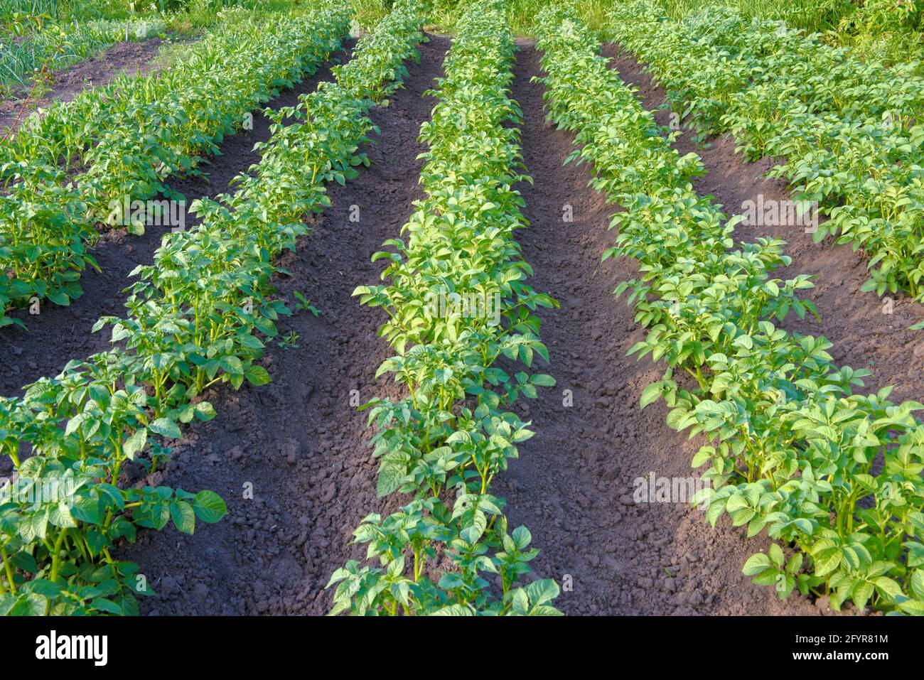 Reihen üppig grüner Kartoffelspitzen auf einem Gemüsebett im ländlichen Hinterhof. Stockfoto