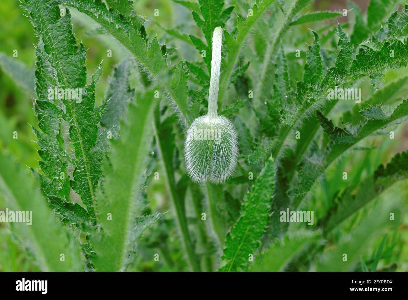 Ein flauschiger grüner Strauch eines mehrjährigen Ziermohn mit einer ungeöffneten, eleganten Knospe, die mit langen Haaren bedeckt ist. Selektiver Fokus. Stockfoto