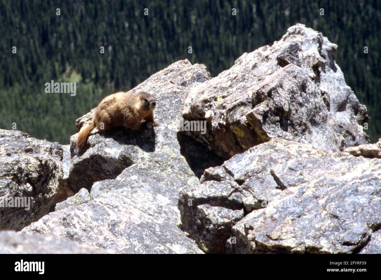 Miamotta im Colorado nel Rocky Mountains National Park Stockfoto