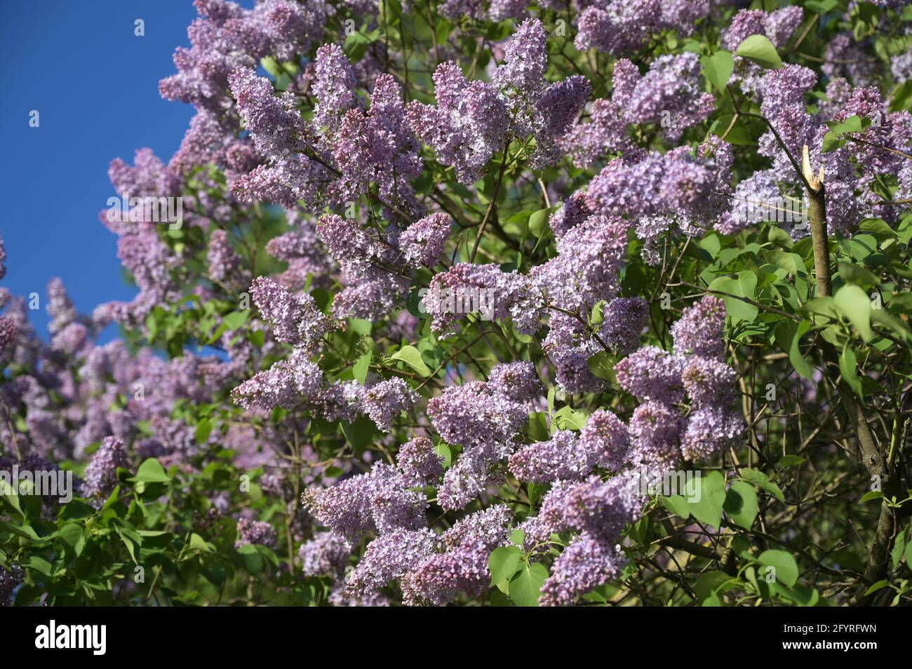 Blühender Flieder im Mai Stockfoto