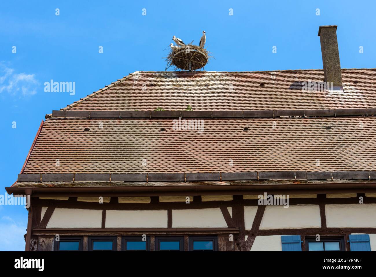 Störche auf Nest auf Hausdach, drei weiße Störche gegen blauen Himmel. Blick auf die Familie des Wildstorchs, die im Dorf oder in der Stadt lebt. Stockfoto