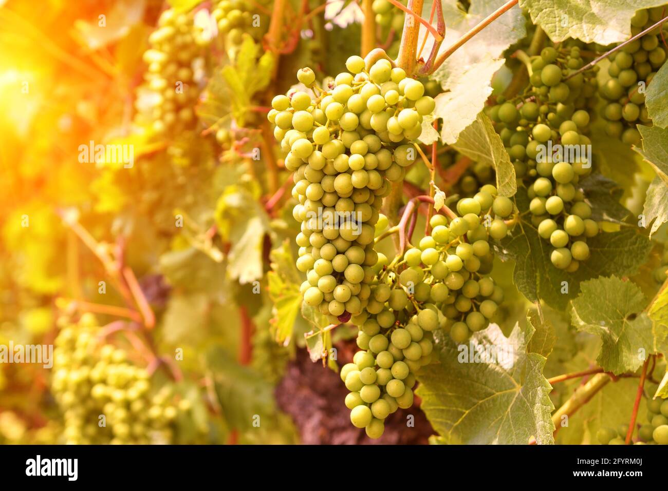 Weinberg im Sonnenlicht, sonniger Blick auf den Weinanbau in der Weinbauernhof. Grüne Weinanpflanzung im Sommer. Weinrebenpflanzen aus der Nähe. Konzept des Weinbaus, w Stockfoto