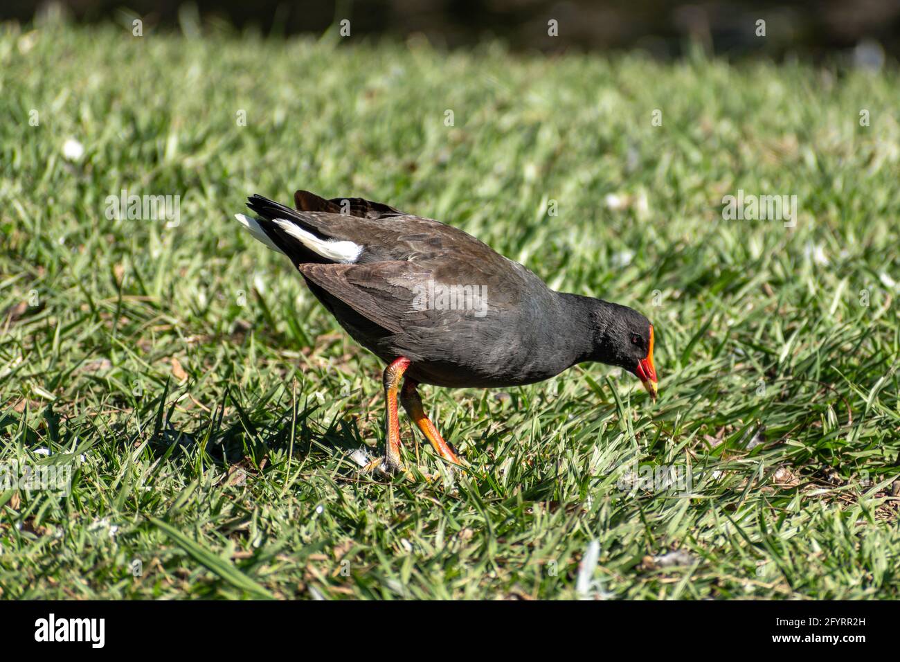 Das dunkle Moorhen (Gallinula tenebrosa) steht auf dem Gras in einem Park in Queensland, Australien Stockfoto