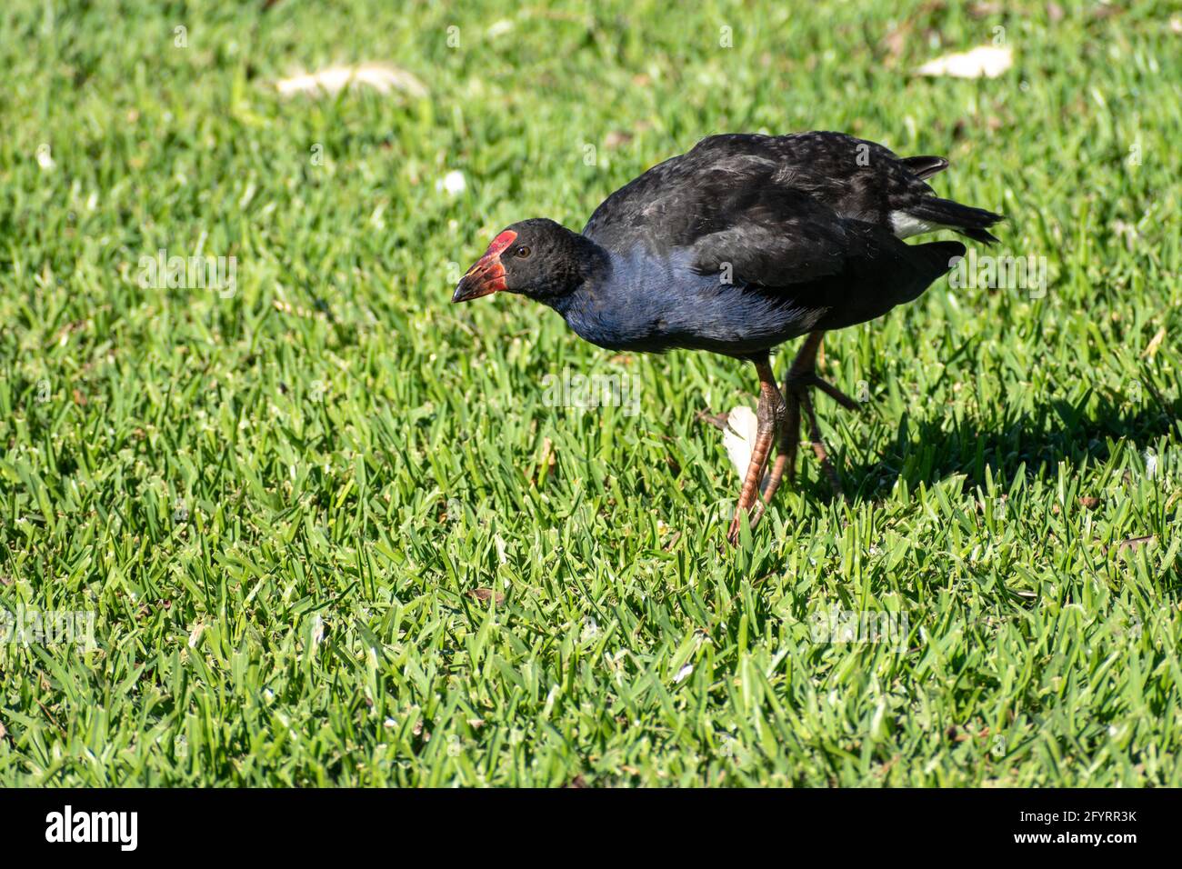 Australasian Swamphen (Porphyrio melanotus) auf dem Boden in einem Park in Queensland, Australien Stockfoto