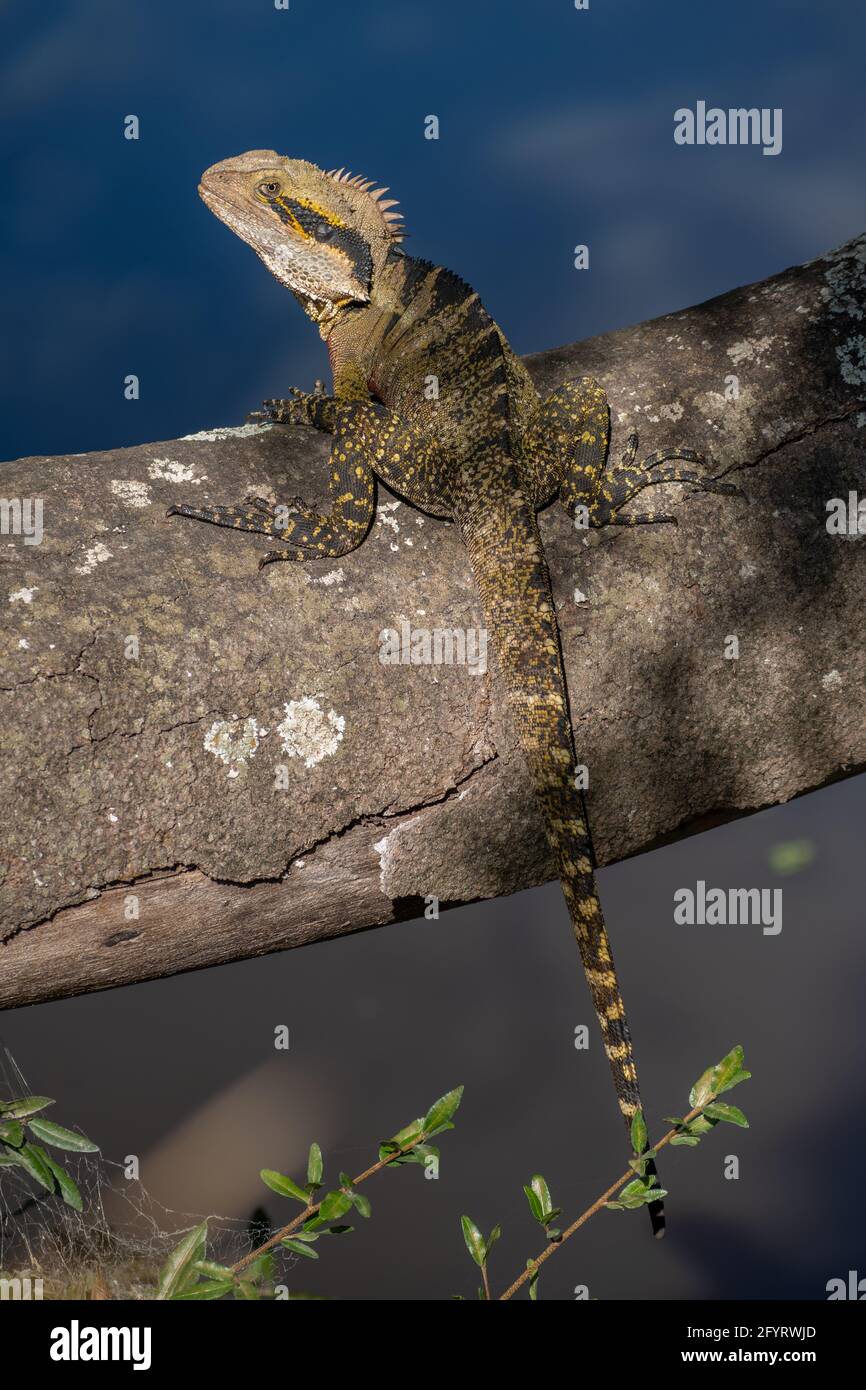 Östlicher Wasserdrache (Intellagama lesueurii lesueurii) auf einem Baum mit Blick auf einen Fluss Stockfoto