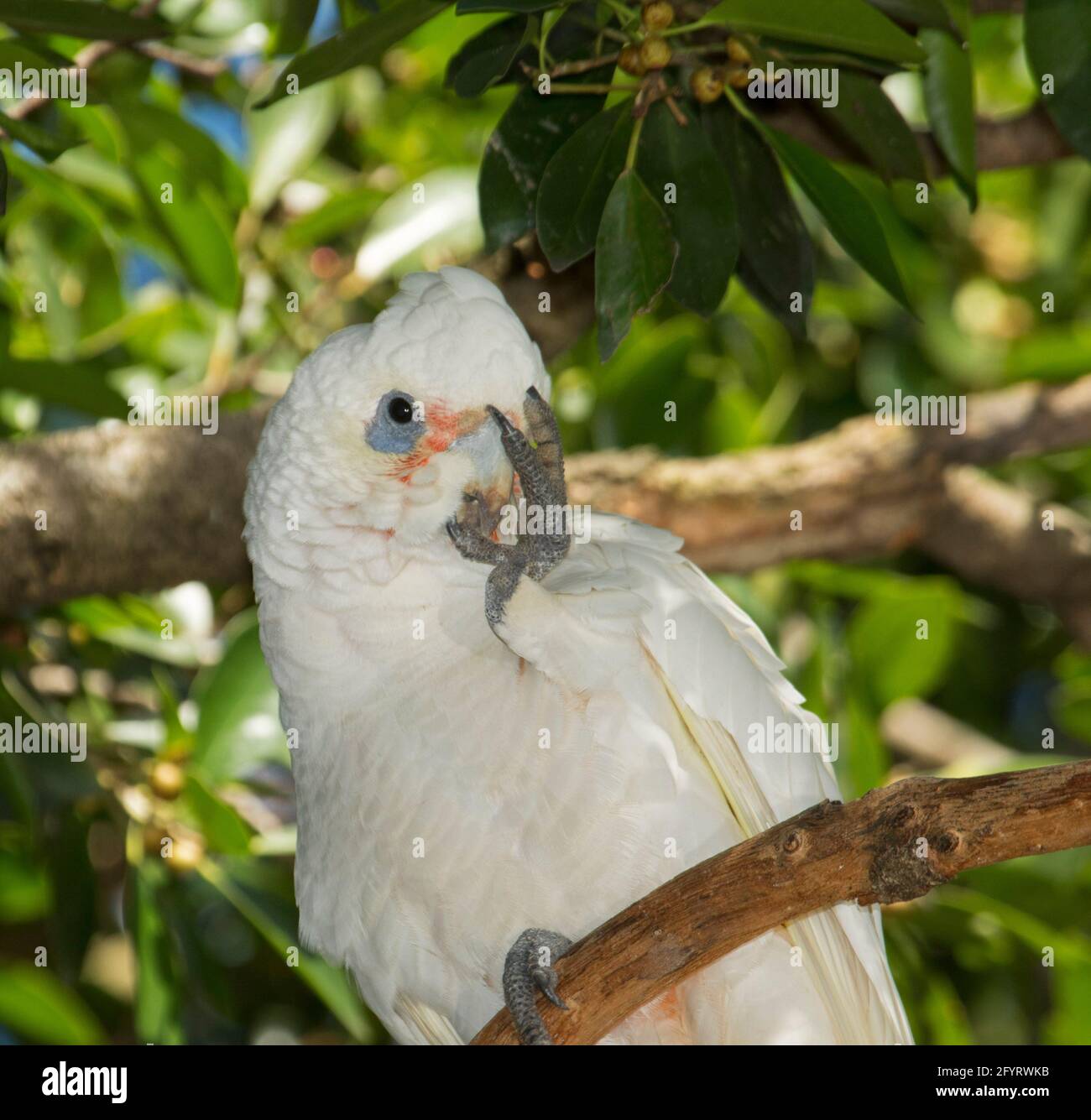 Nahaufnahme des Gesichts der australischen kleinen Corella, Cacatua sanguinea, vor dem Hintergrund smaragdgrüner Blätter in freier Wildbahn in Queensland Stockfoto