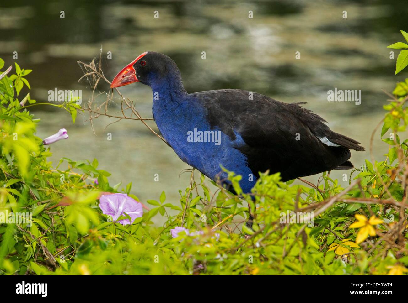 Wunderschöner Purple Swamphen, Porphyrio Porphyrio, australischer Wasservogel inmitten der Vegetation am Wasser im Stadtpark in Queensland, Australien Stockfoto