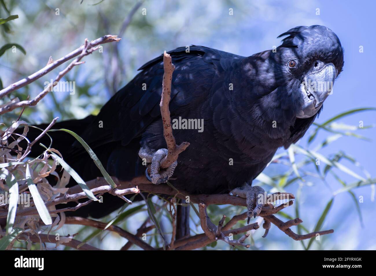 Nahaufnahme eines roten schwarzen Kakadus (Calyptorhynchus banksii) Auch bekannt als Banksian oder der schwarze Kakadu der Banken Ein Baum Stockfoto