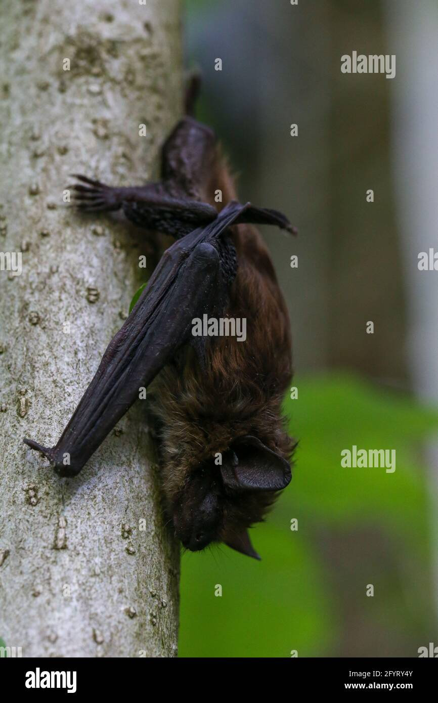 Little Brown Urban bat kopfüber am Boden eines hohen Busches. Luke Durda/Alamy Stockfoto