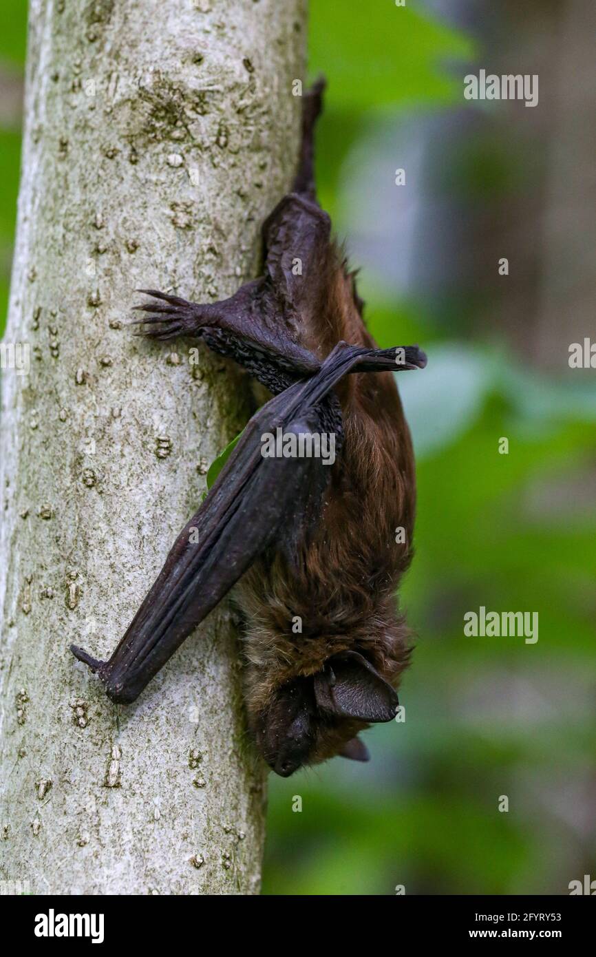 Little Brown Urban bat kopfüber am Boden eines hohen Busches. Luke Durda/Alamy Stockfoto